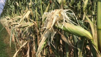 Obwohl der Mais mancherorts hoch gewachsen ist, sollte es noch regnen, damit er nicht als „Kümmerkolben” endet. (Foto: Patrick Bruckner)