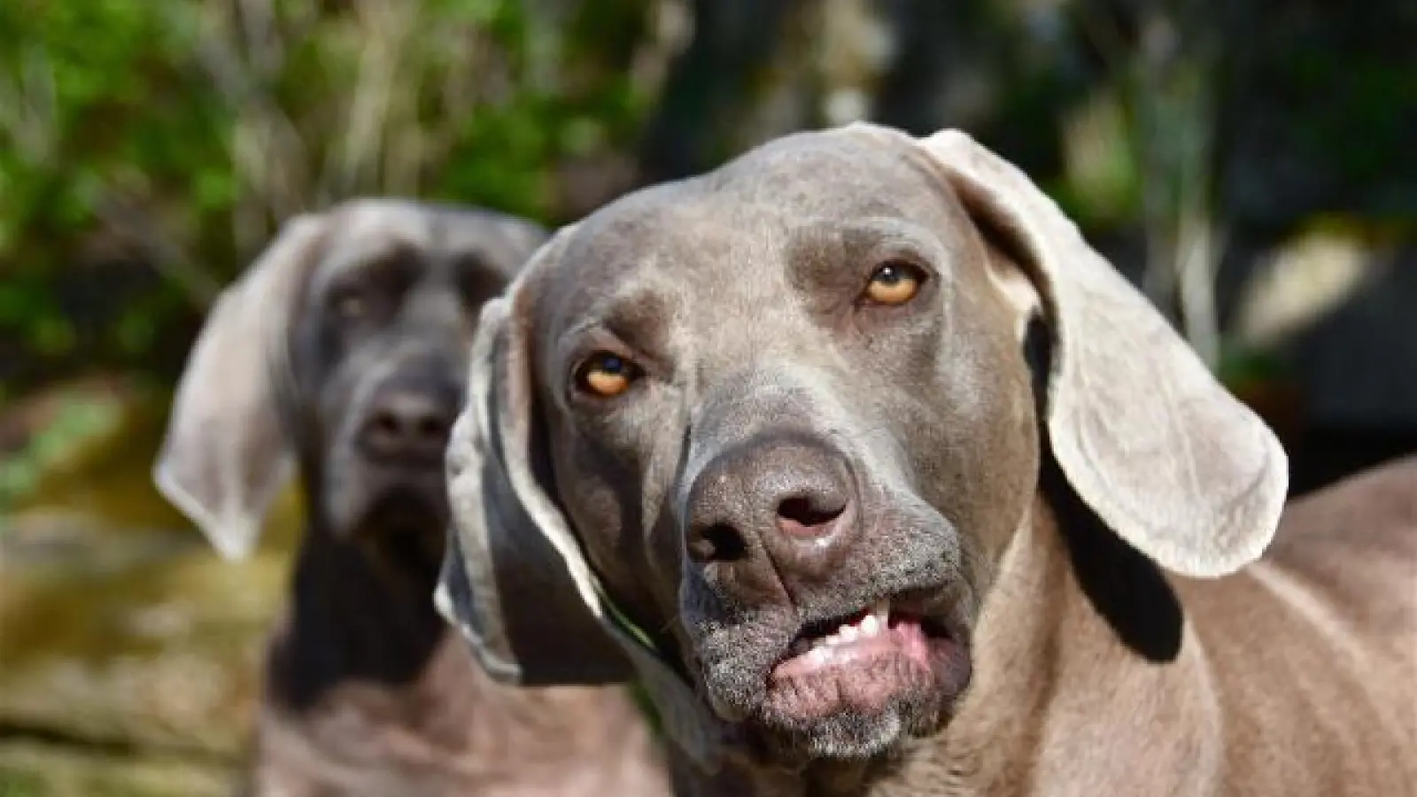 Es ist zum Jaulen:   Der Weimaraner ist prädestiniert als Jagdhund, doch dafür braucht er Papiere vom richtigen Zuchtverband. Heidi bleibt deshalb ein Familienhund.	Foto: pixabay (Foto: pixabay)