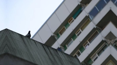 Bewohner des Schwabencenters klagen seit Jahren über ein Übermaß an geflügelten Plagegeistern: Stadt und Tierschutzverein wollen die Taubenpopulation nun in den Griff kriegen. (Foto: Janina Funk)