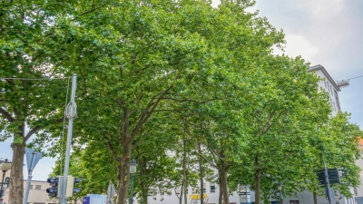 Zukunft fürs Stadtgrün: Bei einem Spaziergang durch Augsburg informiert das Umweltamt unter anderem über die Herausforderungen durch den Klimawandel für Bäume im Augsburger Stadtgebiet. (Foto: mjt)