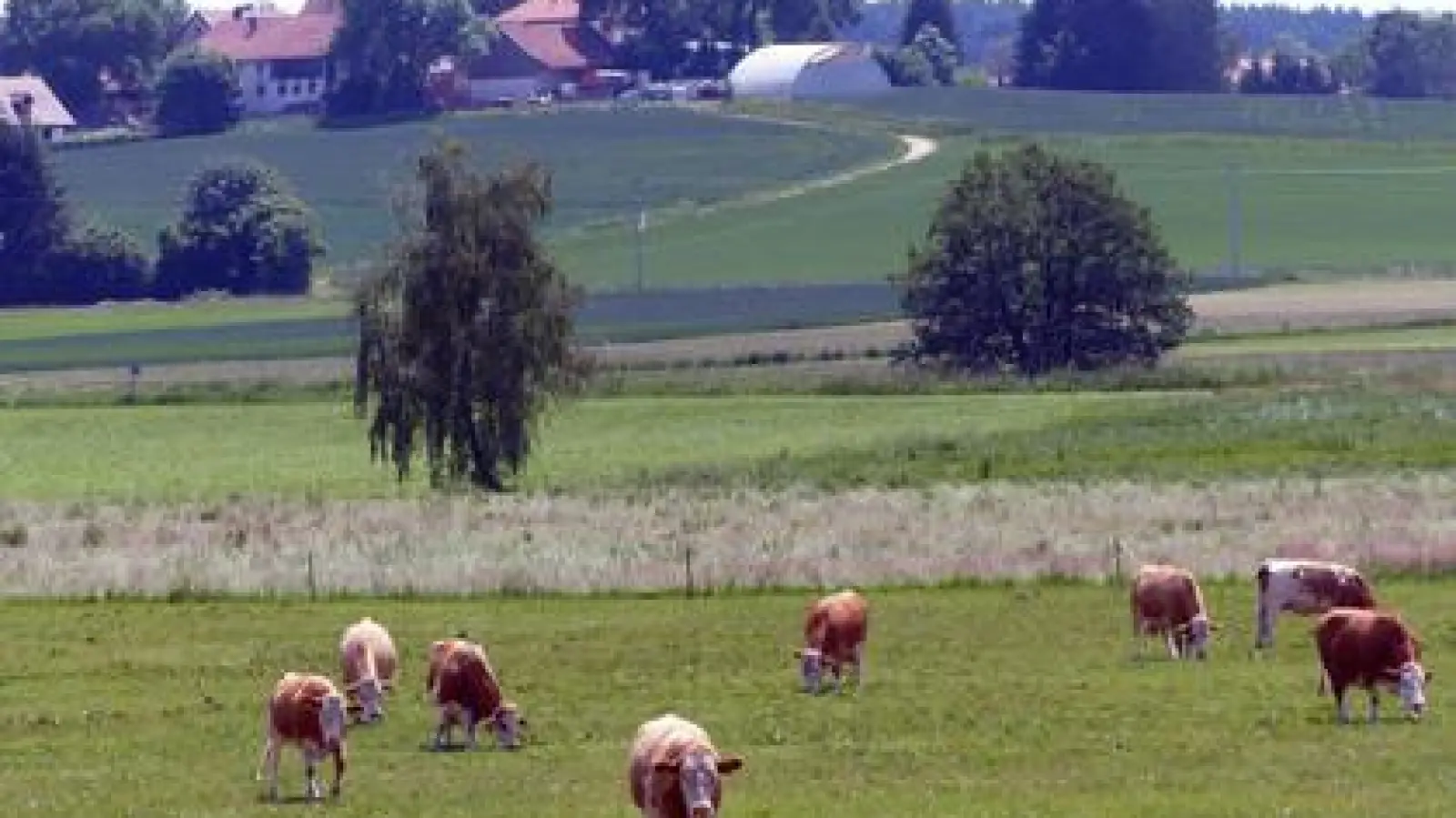 Auf einer etwa 2,4 Hektar   großen Fläche bei Hirtlbach, die der Landkreis Dachau gekauft hat, sind aktuell zwölf Kühe beheimatet. Sie sollen helfen, das Artenpotenzial zu steigern.	Foto: Landratsamt Dachau (Foto: Landratsamt Dachau)
