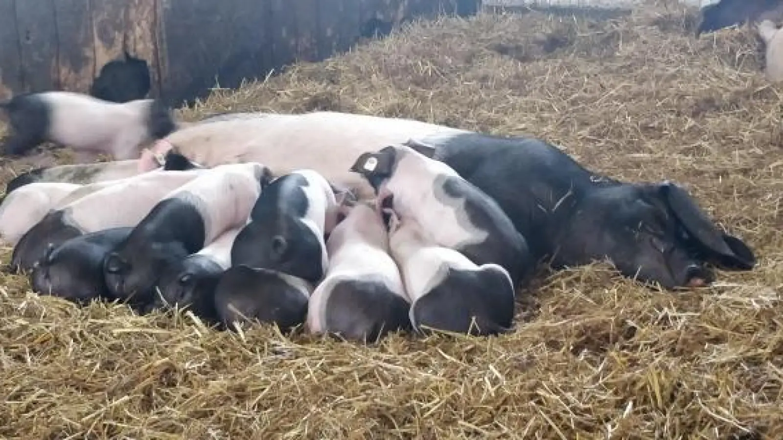 Großer Andrang:   Wenn die Ferkel sich alle auf einmal satt essen, ist das anstrengend für die Mutterschweine. 	Foto: Kristin Deibl (Foto: Kristin Deibl)