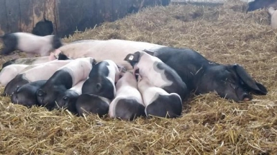 Großer Andrang:   Wenn die Ferkel sich alle auf einmal satt essen, ist das anstrengend für die Mutterschweine. 	Foto: Kristin Deibl (Foto: Kristin Deibl)