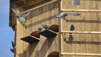 Nehmen ihr neues Zuhause offensichtlich an: <br>Die Tauben in dem eigens für sie errichteten Turm in der Grünanlage am Schwabencenter.			Fotos: Patrick Bruckner (Foto: Patrick Bruckner)
