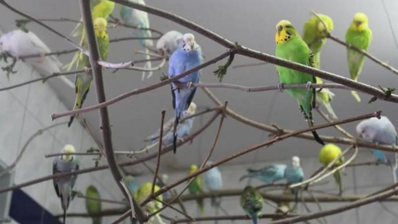 Über 150 Vögel wurden in einer Augsburger Wohnung gefunden. (Foto: Tierschutzverein Augsburg und Umgebung)