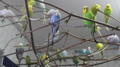 Über 150 Vögel wurden in einer Augsburger Wohnung gefunden. (Foto: Tierschutzverein Augsburg und Umgebung)
