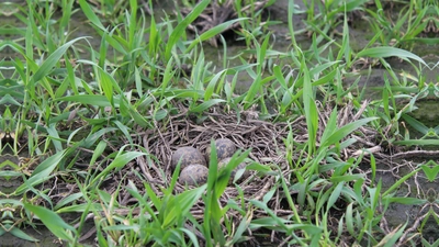 <b>Vier olivbraune,</b> schwarzgesprenkelte Eier legt das Kiebitz-Weibchen in eine Mulde. Über 90 Prozent aller Brutpaare im Landkreis brüten auf Ackerflächen. (Foto: Ines Speck)