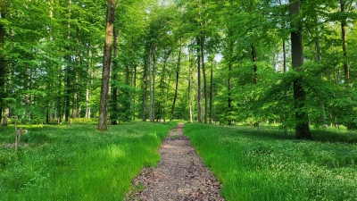 So sieht der Bestattungswald der Fuggerschen Stiftungen in Babenhausen aus. Eine ähnliche Anlage soll in Rieden bei Dasing realisiert werden. (Foto: Naturfriedhöfe Schwaben)