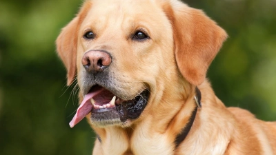 <b>In Affing kosten Hunde</b> künftig etwas mehr: Einstimmig hat der Gemeinderat die Steuern etwas erhöht. Für Kampfhunde werden 400 Euro Steuer fällig.  (Foto: Pixabay)