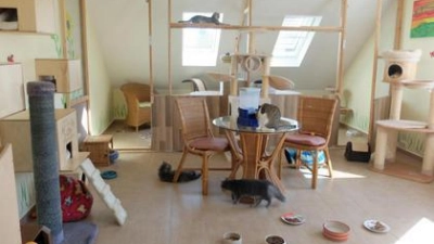 In Gruppen- und Einzelzimmern   finden die Katzen Futter und Wasser, Schlafmöglichkeiten, Kratzbäume und Spielzeug zum Zeitvertreib.	Fotos: Nayra Weber (Fotos: Nayra Weber)