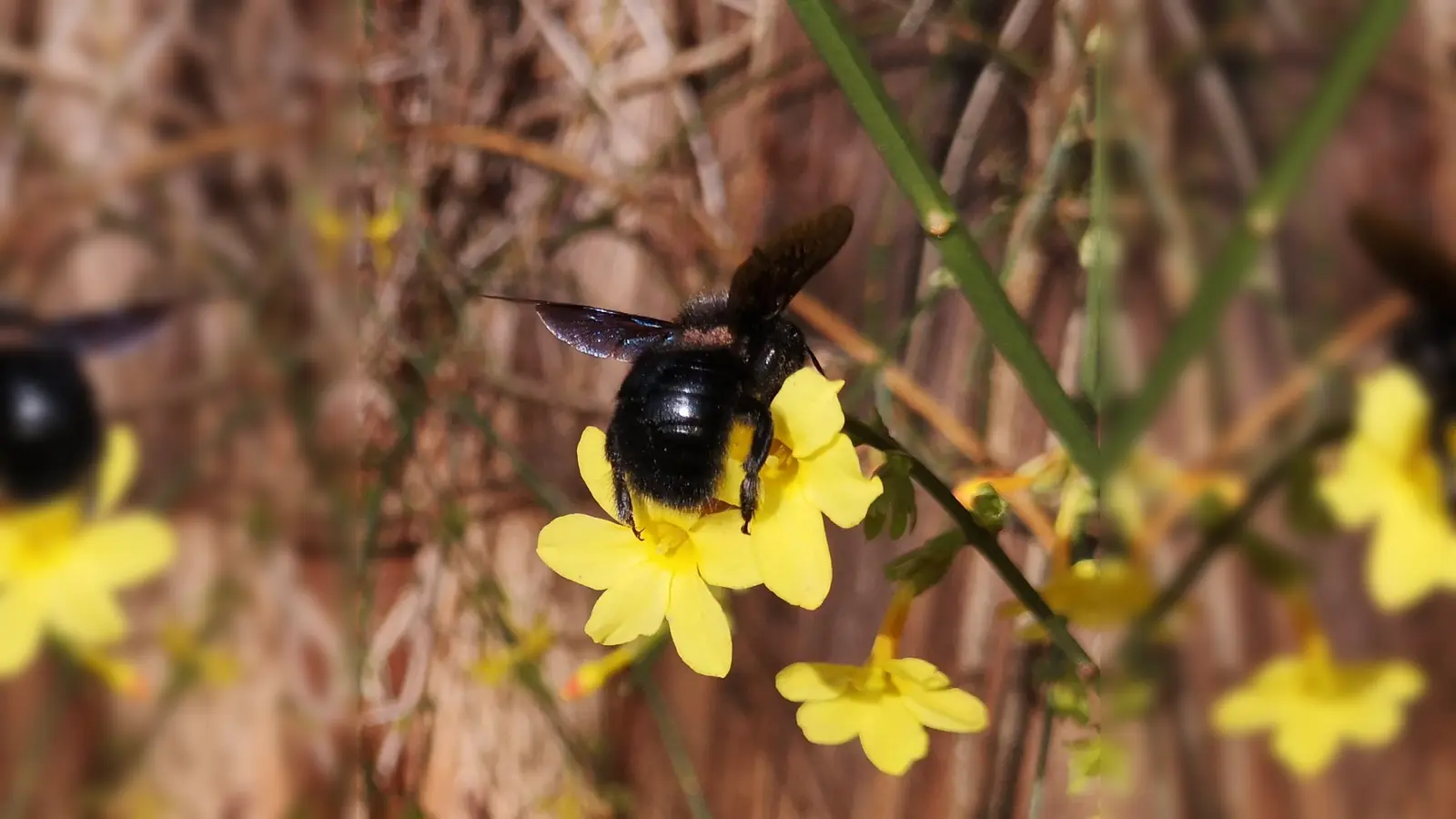 <b>Eine Blaue Holzbiene</b> – einen spannenden Vortrag über Wildbienen und deren Lebensweise gibt es in Pöttmes.  (Foto: Ernst Haile)