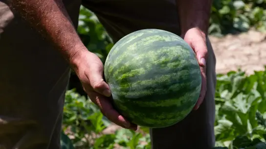 Wassermelonen erfordern spezielle Bedingungen. Der Aufwand kann sich allerdings lohnen. (Foto: Pexels)